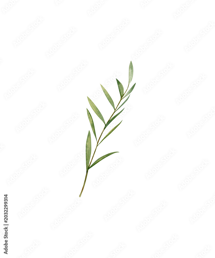 Fototapeta premium green plant isolated on white