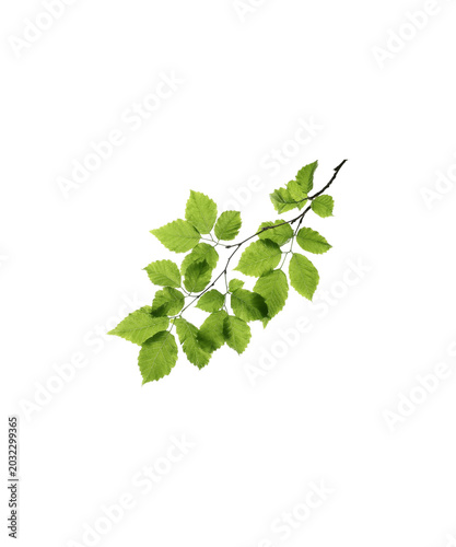 green leaves isolated on white