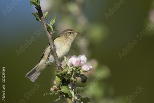 Common Chiffchaff (Phylloscopus collybita) on bloomy tree, Rhineland-Palatinate, Germany