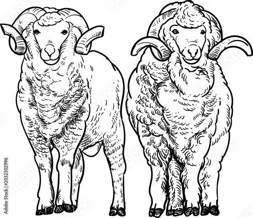 Quadro em tela Merino Sheep Breed Sketch Drawing Vintage Hand-Drawn Illustration
