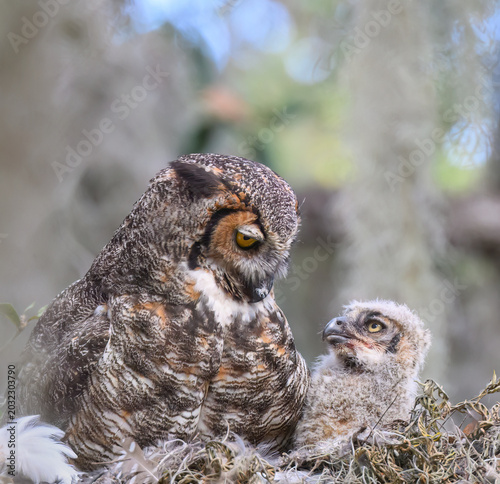 Photography Great Horned Owl and Owlet