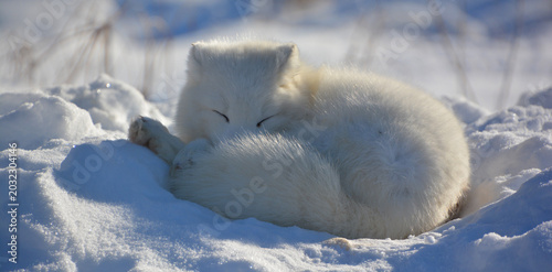 In winter arctic fox (Vulpes lagopus), also known as the white, polar or snow fox, is a small fox native to the Arctic regions of the Northern Hemisphere and common throughout the Arctic tundra biome