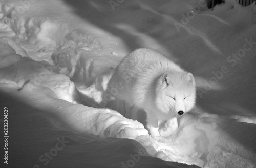 Foto In winter arctic fox (Vulpes lagopus), also known as the white, polar or snow fo