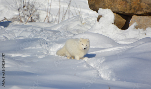 Foto In winter arctic fox (Vulpes lagopus), also known as the white, polar or snow fo