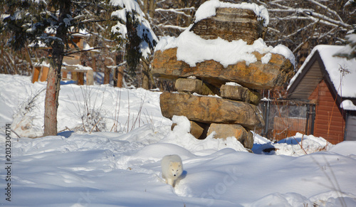 Bild auf Leinwand In winter arctic fox (Vulpes lagopus), also known as the white, polar or snow fo