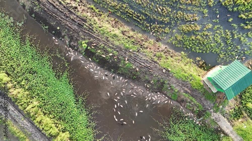 Aerial View Of Ducks Swimming In Paddy Field With Lush Green Vegetation And Small Hut