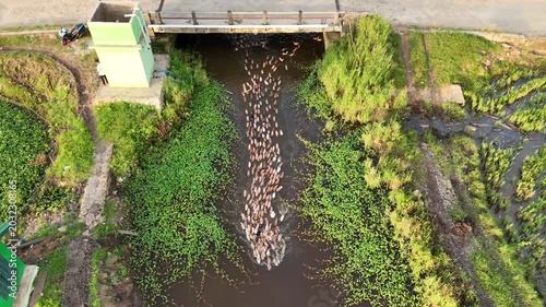 Aerial View of Ducks Swimming Under a Small Bridge Surrounded by Lush Greenery
