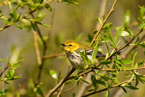 Colorful female Black-throated Green warbler bird perched on a branch in the forest