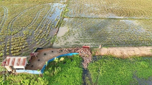 Aerial View Of Duck Herd In A Lush Green Rice Paddy Field On A Sunny Day