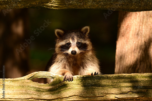 Funny Raccoon tries to figure out how to get to the bird feeder