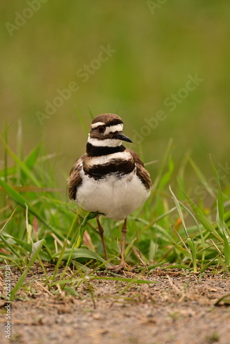 Killdeer bird walking along edge of a pasture