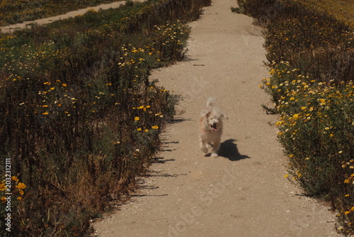 Small fluffy white dog enjoying Fiesta Island San Diego on a summer day, aesthetic film filter