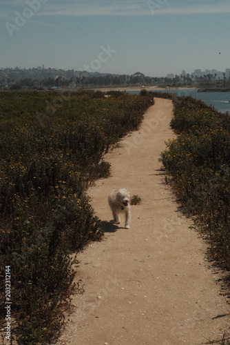 Small fluffy white dog enjoying Fiesta Island San Diego on a summer day, aesthetic film filter