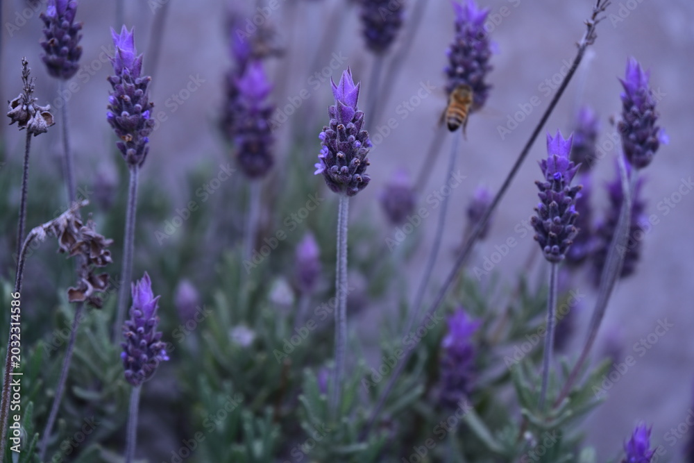 Fototapeta premium purple lavender flowers and an insect, insect, bee, pollination,