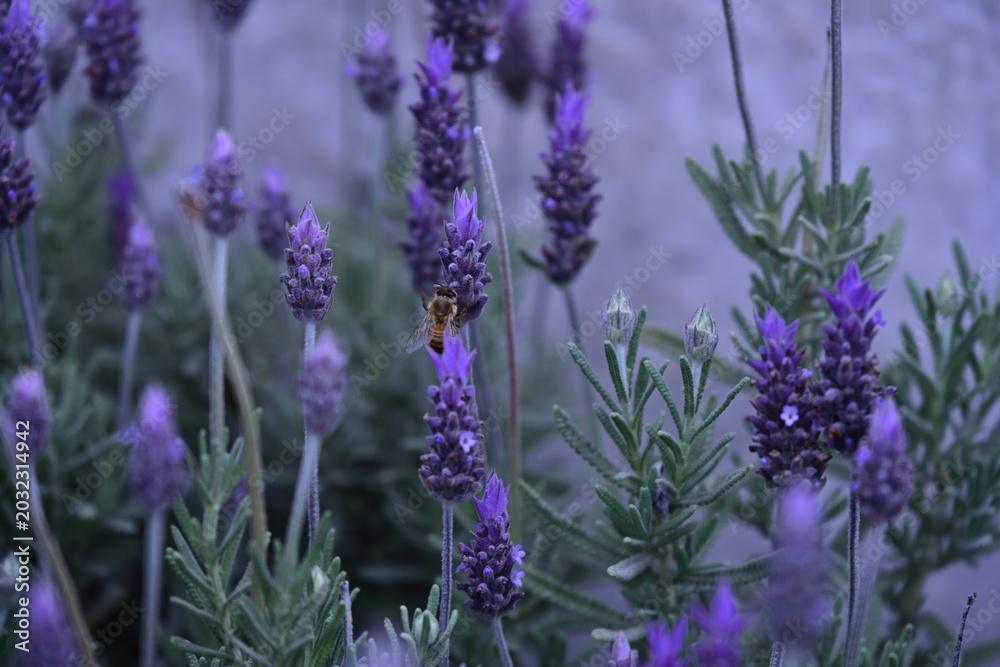 Obraz premium purple lavender flowers and an insect, insect, bee, pollination,
