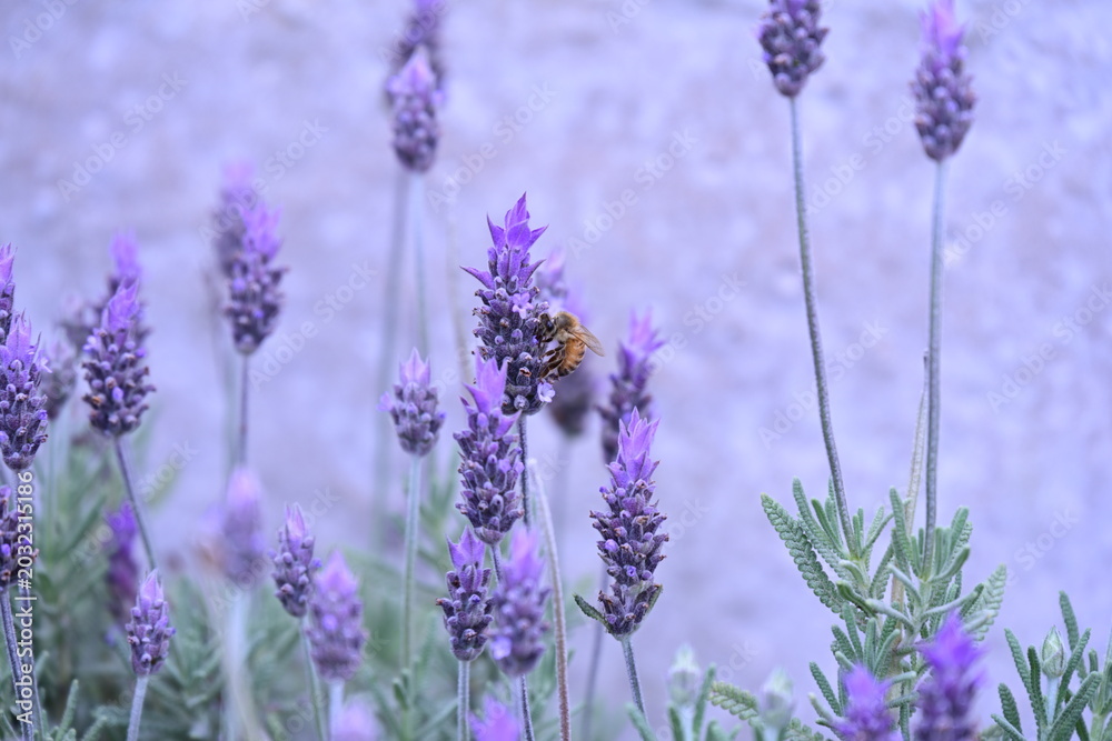 Obraz premium purple lavender flowers and an insect, insect, bee, pollination,