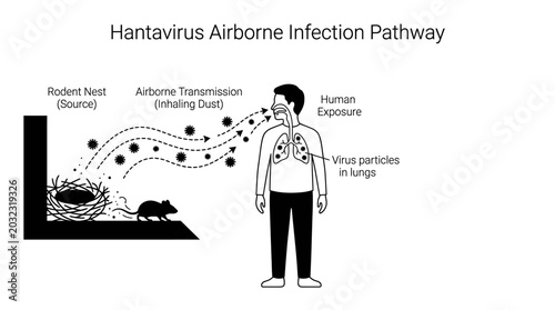 Foto Educational diagram illustrating the airborne transmission pathway of Hantavirus from rodent nests to humans