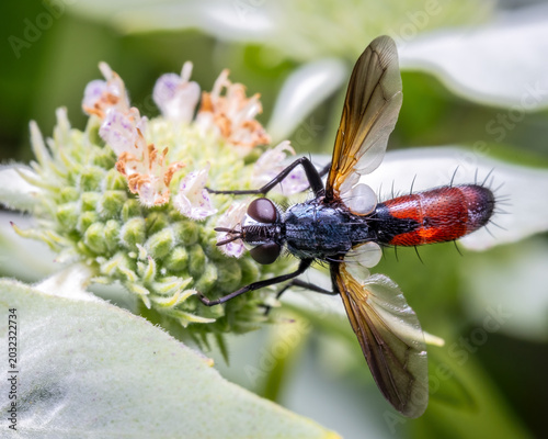 A Tachinid Fly visits the bloom on Clustered Mountain Mint.