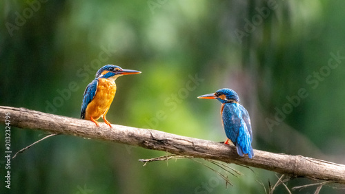 Fotografie A vivid blue and orange kingfisher perches on a dry branch in beautiful natural light, creating a stunning wildlife portrait