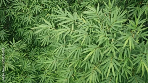 Close up of lush green bamboo leaves