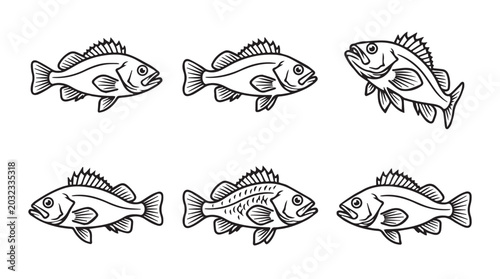 Six bass fish vector illustration with wildlife freshwater swimming illustration ornament decoration pectoral creature ichthyology underwater
