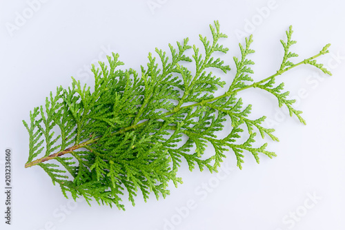 Close Up of Vibrant Green Conifer Leaves Isolated on White Background