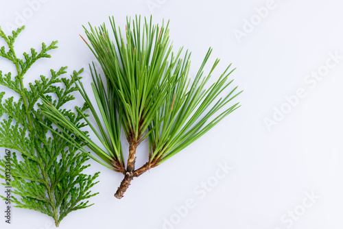 Pine Needles and Green Conifer Leaves with Copy Space on White Background