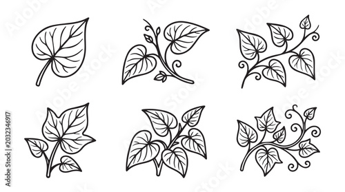 Sweet potato vine and leaf illustrations with plant based food source root crop vegetable patch agriculture climbing illustration vegetation botanical seedling cultivation