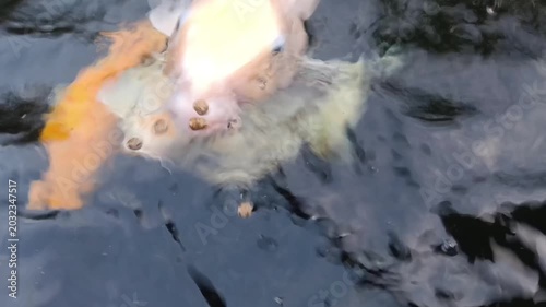 Closeup of koi fish swimming in a pond, relieves stress, lowers blood pressure, and slows heart rate. Mental relaxation