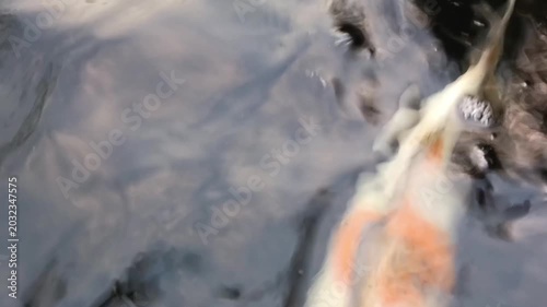 Closeup of koi fish swimming in a pond, relieves stress, lowers blood pressure, and slows heart rate. Mental relaxation