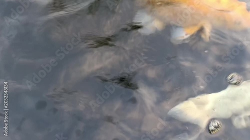 Closeup of koi fish swimming in a pond, relieves stress, lowers blood pressure, and slows heart rate. Mental relaxation