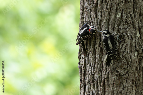 Photos Downy woodpeckers on a trunk