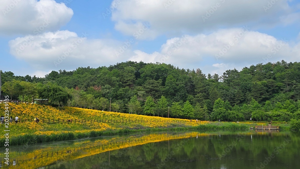 Fototapeta premium lake in the forest