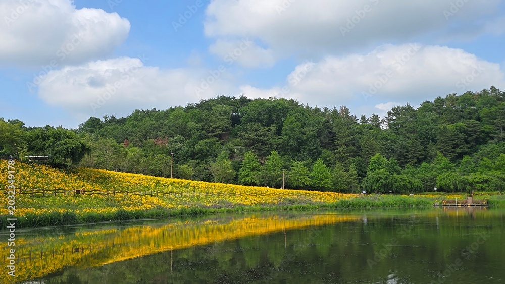Fototapeta premium lake in the forest