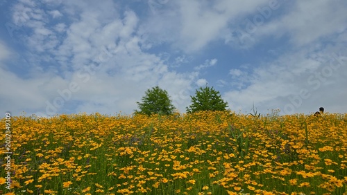 field of dandelions