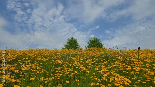 field of dandelions