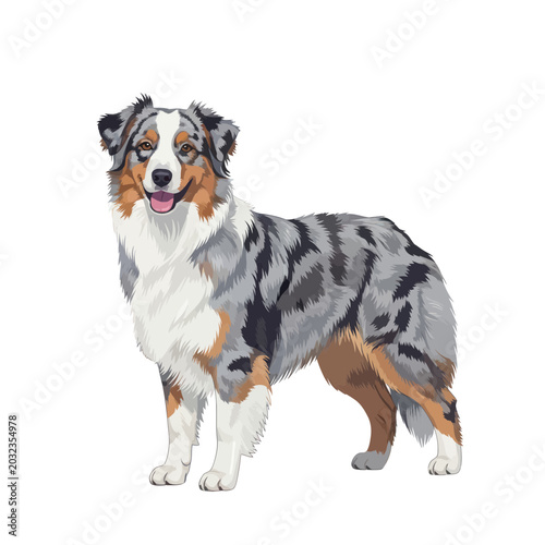 Australian Shepherd Dog Portrait - Blue Merle Breed