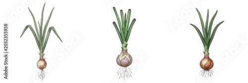 Schilderij op canvas Onion plant, Allium cepa, Amaryllidaceae family, medicinal bulbous herb profile,