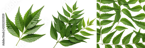 Foto Neem leaves, Azadirachta indica, Meliaceae family, medicinal mahogany tree folia