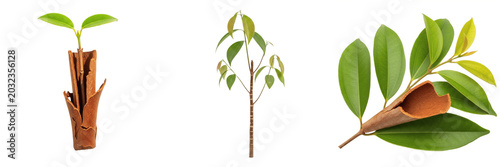 Schilderij op canvas Cinnamon plant, Cinnamomum verum, Lauraceae family, aromatic medicinal spice tre