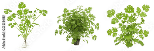 Photos Coriander plant, Coriandrum sativum, Apiaceae family, aromatic medicinal culinar