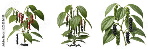 Bilde på lerret Black pepper plant, Piper nigrum, Piperaceae family, aromatic medicinal spice vi