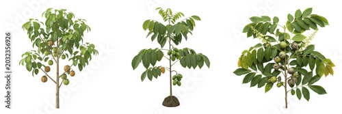 Schilderij op canvas Bibhitaki plant, Terminalia bellirica, Combretaceae family, medicinal deciduous