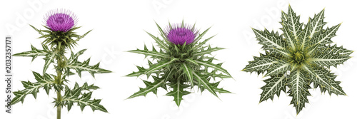 Milk thistle plant, Silybum marianum, Asteraceae family, medicinal biennial herb profile, distinct spiky leaves white mottled variegation sharp margins, botanical specimen structural mapping layout