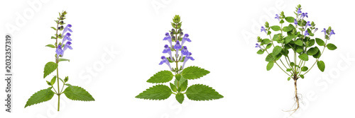 Bild auf Leinwand Skullcap plant, Scutellaria lateriflora, Lamiaceae family, medicinal perennial h