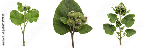Fotografie Burdock plant, Arctium lappa, Asteraceae family, medicinal biennial broadleaf we