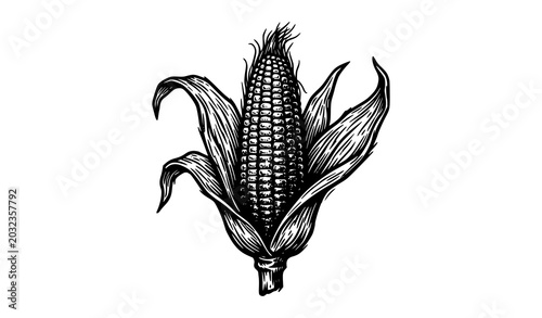 Bild auf Leinwand Vintage corn cob woodcut vector with black and white engraved husk illustration