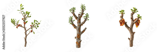 Foto Myrrh plant, Commiphora myrrha, Burseraceae family, medicinal thorny desert tree