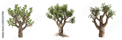 Bild auf Leinwand Frankincense plant, Boswellia sacra, Burseraceae family, medicinal desert decidu