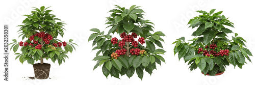 Coffee plant, Coffea arabica, Rubiaceae family, medicinal evergreen shrub profile, glossy dark green elliptic leaves spherical red drupe berries visible clustered on nodes, botanical specimen layout